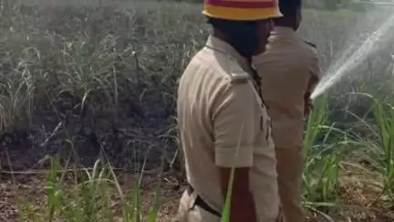 ದೇವರಹಿಪ್ಪರಗಿ: ಚಿಕ್ಕರೊಗಿ ಗ್ರಾಮದಲ್ಲಿ ವಿದ್ಯುತ್ ತಂತಿ ತಗುಲಿ ಲಕ್ಷಾಂತರ ರೂ. ಮೌಲ್ಯದ ಕಬ್ಬು ನಾಶ