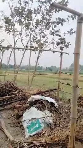 नावकोठी गैस एजेंसी के पीछे मनोज ठाकुर का गया का घर टूट गया है और चोट भी लगा है #नावकोठी प्रखण्ड में
