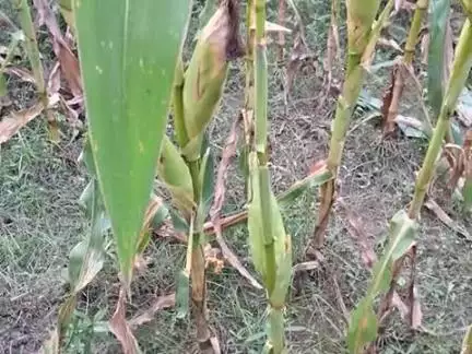 makai के  पत्ते  न  तोरे