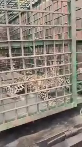भिंगा जंगल के कैंन के पास आज तेदुआ को वन विभाग के द्वारा पिंजरे कैद किया गया
