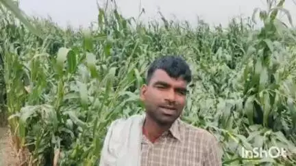 बरहरा: तेज आंधी और बारिश से फसलों को हुई व्यापक क्षति, किसान सलाहकार करेंगे सर्वे