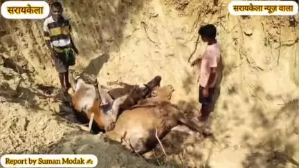 वज्रपात से चार बैल की हुई मौत, बेल मलिकों के परिवारों में छाया मातम