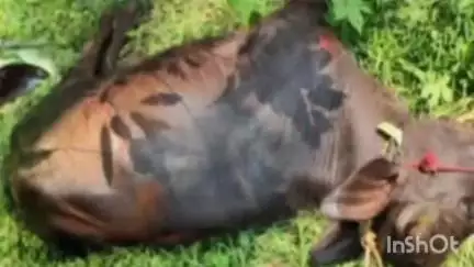 കാഞ്ഞിരപ്പള്ളി: അറവുശാലയിൽ നിന്ന് വിരണ്ടോടിയ പോത്തിനെ മുക്കാലിയിൽ വെച്ച് വെടിവെച്ച് കൊന്നു