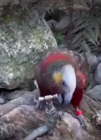 ये चिड़िया हम इंसानों से भी ज्यादा समझदार है।
पानी के बहाव को कम किया ताकि पानी कम बर्बाद हो
#viral #reel