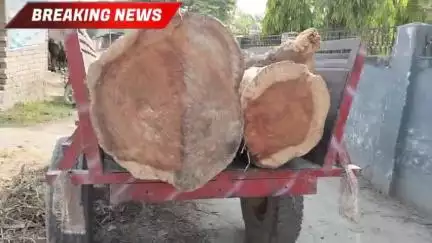 कल्याणपुर थाना क्षेत्र के वासुदेव पुर पंचायत वार्ड संख्या 6  मैं लकड़ी चोरी करके हर जगह बेचता है #samastipur#kalyanpur