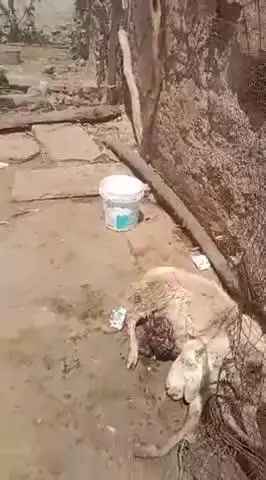 narvar tehsil ke gram dhigwas mai prahlad baghel ke 54 nag kisi jangli janbar ne kha liye