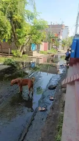 बीमारी को निमंत्रण देता ये किचड़ वार्ड 23 का है इस पर किसी सफाई कर्मचारी का ध्यान ही नहीं है