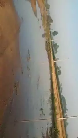 आरा भोजपुर में बारिश होने से गेहूं का नुकसान पहुंचा हा