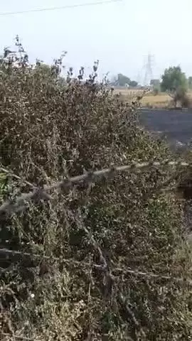 mandola me kise ne gehu me aag lagaai