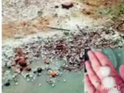पोंभूर्णा: पोंभुर्णा तालुक्यात गारपीठासह अवकाळी पावसामुळे मिरची व मका पिकांचे नुकसान