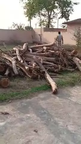 फॉरेस्ट विभाग का लकड़ी उतरसेरथु पंचायत में धराया |