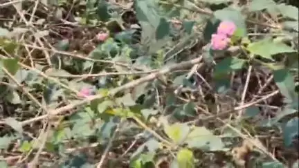 रातू: रातू थाना क्षेत्र के फन कैसल के पास झाड़ी में मिला अज्ञात व्यक्ति का शव