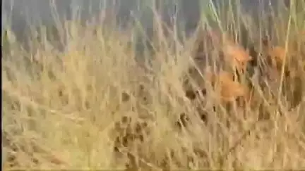 गिड़ा: जरखा धोरा इलाके में लगी भीषण आग, लोगों में दहशत का माहौल