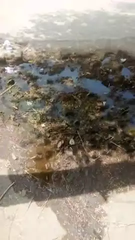 जिला शाहजहांपुर ग्राम गोरा बकानिया कटहा