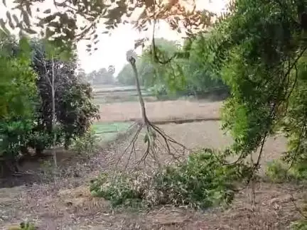 Rahul #Tej raftar se Aandhi aur tufan aur barish mein ho rahe hain Kisan ka first barbad Kisan Ne lagaya Sarkar ke pass