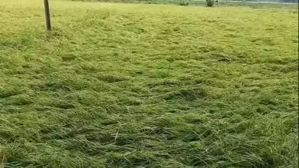 কালনা ২: টানা বৃষ্টিতে ধান মাটিতে শুয়ে, সবজি গাছ ও জলের তলায়, কালনা ও পূর্বস্থলীতে ধান সবজিতে ব্যাপক ক্ষতির আশঙ্কা