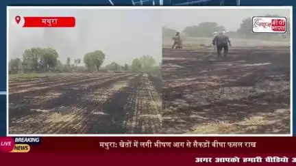 मथुरा में खेतों में लगी भीषण आग, सैकड़ों बीघा गेहूं की फसल जलकर राख; किसानों ने मुहावजे की मांग
#मथुरा #खेतों