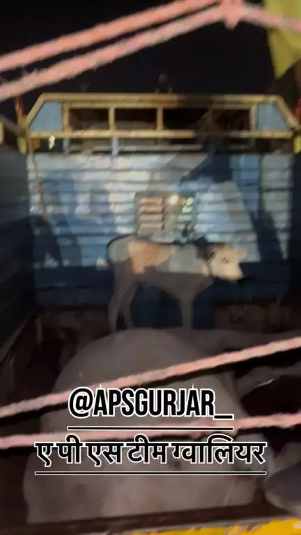इसका बच्चा ओनली 15 दिन का है 🥺Respect Girls help poor help animals #apsgurjar #help #cow #son