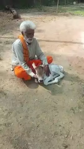 indargarh- दालमील रोड कुँअर बाबा मंदिर इंदरगढ़ 
गाय का बच्चा इसकी माँ बीमार हे या इसका कोई धनी या मालिक नहीं हे