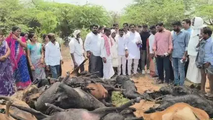 రాజపేట: రేణిగుంట గ్రామంలో పిడుగు పడడంతో 50 గొర్రెలు మేకలు మృతి చెందడంతో బాధిత రైతును  పరామర్శించిన ప్రభుత్వ  విప్ బీర్ల ఐలయ్య