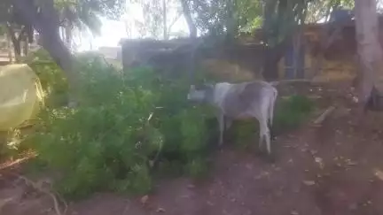 पन्ना मध्य प्रदेश में पशु चिकित्सालय के कर्मचारियों द्वारा शासकीय भूमि पर अवैध कब्जा एवं हरे भरे पेड़ों को काटकर किया जा
