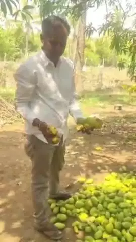 ವಡಗೇರಾ: ಕುರಕುಂದಿ,ಬಿಳಾರ ಗ್ರಾಮದಲ್ಲಿ ಭಾರೀ ಗಾಳಿ ಮಳೆಗೆ ಮಾವು ಹಾನಿ, ಸೂಕ್ತ ಪರಿಹಾರಕ್ಕೆ ರೈತ ಸಂಘದ ಜಿಲ್ಲಾಧ್ಯಕ್ಷ ಮಲ್ಲನಗೌಡ ಆಗ್ರಹ#localissue