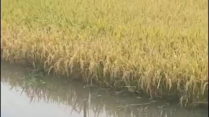 কাটোয়া ২: বৃষ্টির জেরে পলসোনা গ্রাম পঞ্চায়েত এলাকায় জলের তলায় হাজার হাজার বিঘা ধানের জমি, সমস্যায় চাষিরা