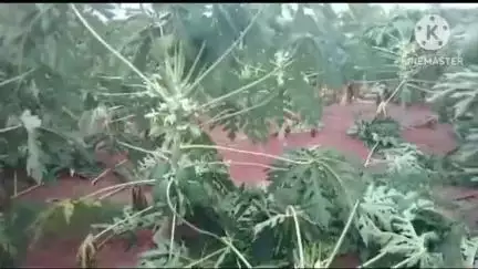 చింతపల్లి: చింతపల్లి మండలం గోడకొండ్ల గ్రామంలో భారీ ఈదులు గాలులకు  బొప్పాయి  తోట నేలకొరిగింది