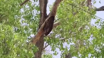 ಕೊರಟಗೆರೆ: ಪಟ್ಟಣದ ಬಸ್‌ಸ್ಟ್ಯಾಂಡ್‌ ಬಳಿ ಹೆಜ್ಜೇನು ದಾಳಿ – 20ಕ್ಕೂ ಹೆಚ್ಚು ಜನರಿಗೆ ಗಾಯ