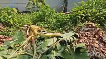 കോതമംഗലം: വാവേലിയിൽ കാട്ടാന വീടിന്റെ മതിലും കൃഷിയും വ്യാപകമായി നശിപ്പിച്ചു