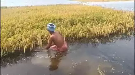 কাটোয়া ২: বৃষ্টিতে খড়ি নদীর জল এসে বানভাসি মুল্টির ধান জমি, প্রাণের ঝুঁকি নিয়ে ধান কাটতে বাধ্য হচ্ছেন কৃষকরা