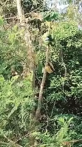दूधराज चिड़िया बरा गांव में देखा गया तहसील राजनगर