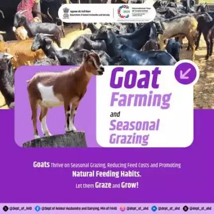 Goat Farming and Seasonal Grazing
Let them graze, let them grow! 
Seasonal grazing reduces feed costs and promotes natural feeding habits for goats. A win-win for farmers! 
#GoatFarming #FarmLife