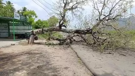 நிலக்கோட்டை: வத்தலகுண்டு அருகே புளியமரம் விழுந்து விபத்து இளைஞர் படுகாயம்