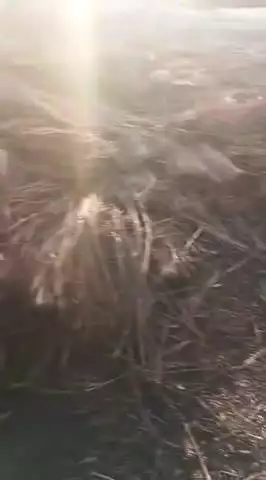 थाना दुर्गावती ग्राम डुमरी खुटहा गांव