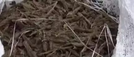 ଟିଟିଲାଗଡ: ଶିରାବାହାଲ ଛକରେ ୪୪ କେଜି ଗଞ୍ଜେଇ ଜବତ ସହିତ ୨ ଜଣକୁ ଗିରଫ କଲା ତୁଷୁରା ପୋଲିସ