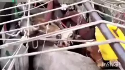 चौगाईं: मुरार पुलिस ने पशु तस्करी का भंडाफोड़ किया, 34 पशु बरामद, तस्करों के खिलाफ मामला दर्ज