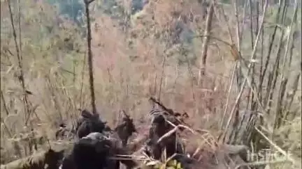 बीजापुर: बीजापुर के सीमावर्ती गलगम, करेंगट्टा और नडपल्ली की पहाड़ियों में चढ़ते सुरक्षा बलों के जवानों का वीडियो हुआ वायरल