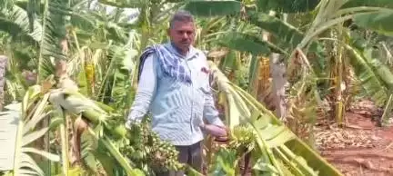 ಸವದತ್ತಿ: ಹೂಲಿ ಗ್ರಾಮದಲ್ಲಿ ಬಿರುಗಾಳಿ ಸಹಿತ ಭಾರಿ ಮಳೆಗೆ ಮೂರು ಎಕರೆ  ಏಲಕ್ಕಿ, ಬಾಳೆ ಬೆಳೆ ಹಾನಿ