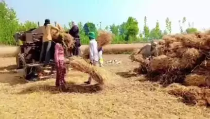 कैराना क्षेत्र के गांव अलीपुर में लाण मशीन ने बोला धावा 250 सो बीघा फसल निकाली 1 दिन में