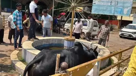 ಯಲ್ಲಾಪುರ: ಬಸವೇಶ್ವರ ಸರ್ಕಲನಲ್ಲಿ  ಕಾರಂಜಿ ಗುಂಡಿಯಲ್ಲಿ ಬಿದ್ದಿದ್ದ ಹಸು ರಕ್ಷಣೆ