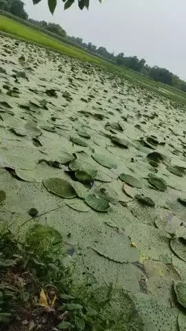 मखाना की खेती हमारे बिहार में सबसे बड़ी संख्या में लोग कर ते है 
#@
