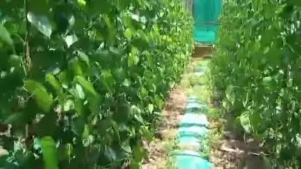 മാവേലിക്കര: പാലമേലിൽ വെറ്റിലയുടെ വിലയിടിവിൽ കർഷകർ ദുരിതത്തിൽ, കൃഷി ഉപേക്ഷിക്കാൻ വരെ തയ്യാറെടുത്ത് കർഷകർ #localissue