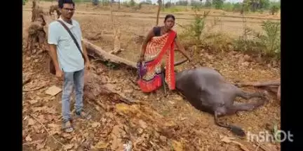 एटापल्ली: गुरुपल्ली येथे वीज पडून तीन म्हशी ठार