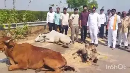 मंगरूळपीर: मंगरूळपीर तालुक्यातील फेट्रा फाटा येथे आठ गोवंश जनावराची सुटका, वाहन चालकाविरुद्ध  गुन्हा दाखल