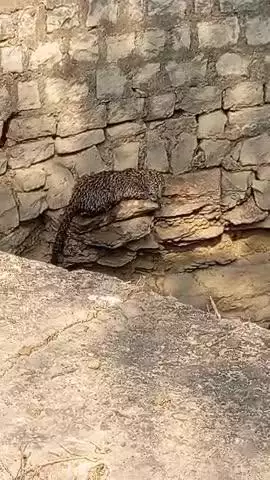 ग्राम गढ़वा पोस्ट ऊंचडीह मानिकपुर चित्रकूट  गांव के कुआं में गिरा तेंदुआ
