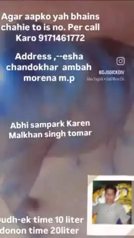 2lakh rupaye hai is bhains ke