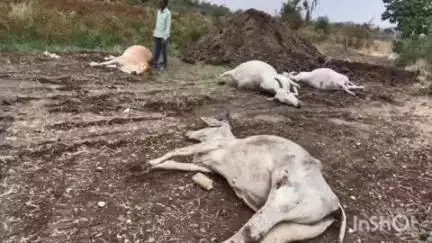 झरी जामणी: वीज कोसळून चार बैलांचा मृत्यू बाळापुर येथील घटना