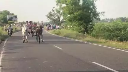 விளாத்திகுளம்: ஏ. குமாரபுரம் கிராமத்தில் கோவில் திருவிழாவை முன்னிட்டு மாட்டு வண்டி பந்தயம் நடைபெற்றது