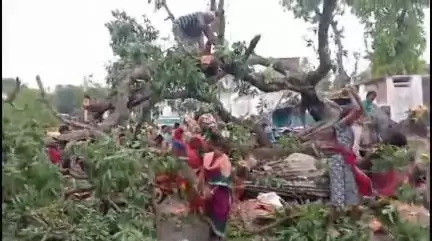 मनीगाछी: राघोपुर पुस्तकालय चौक में विशाल पेड़ गिरने से मुख्य मार्ग घंटों अवरुद्ध, लाखों का नुकसान